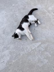 Found/Stray Unknown Cat last seen Bonita road, Bonita, CA 91902