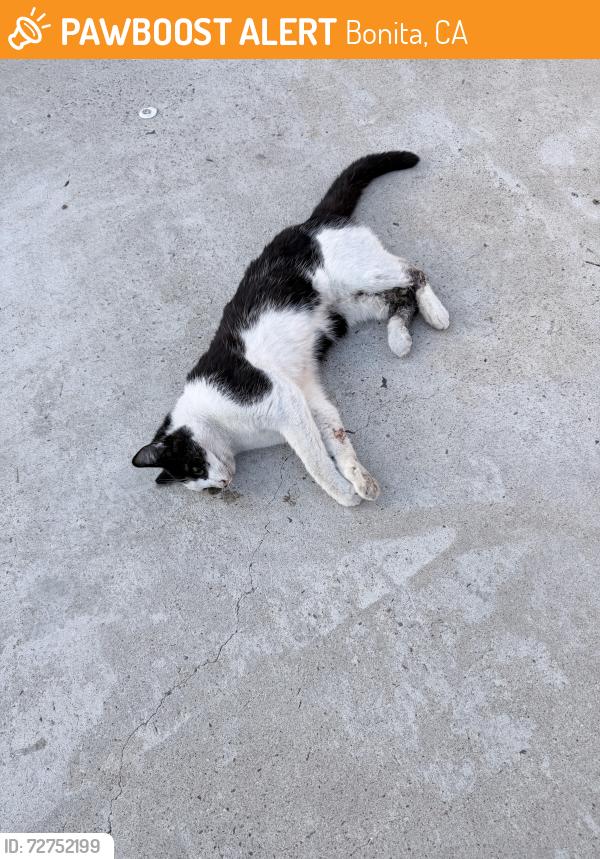 Found/Stray Unknown Cat last seen Bonita road, Bonita, CA 91902