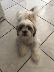 Lost Male Dog last seen west Bowe street he ran out of the hse , Pharr, TX 78577