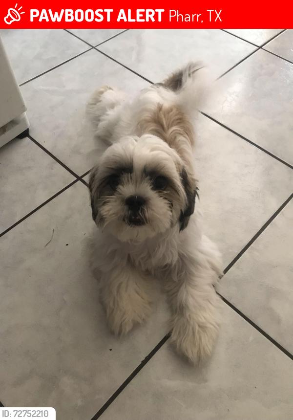 Lost Male Dog last seen west Bowe street he ran out of the hse , Pharr, TX 78577