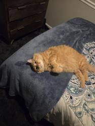 Lost Male Cat last seen Knight bo , Orange Park, FL 32065