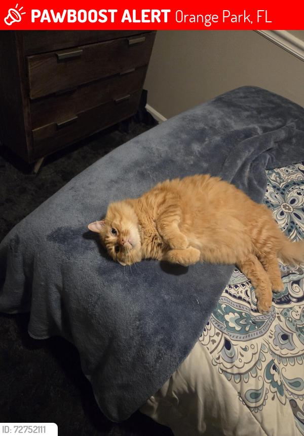 Lost Male Cat last seen Knight bo , Orange Park, FL 32065