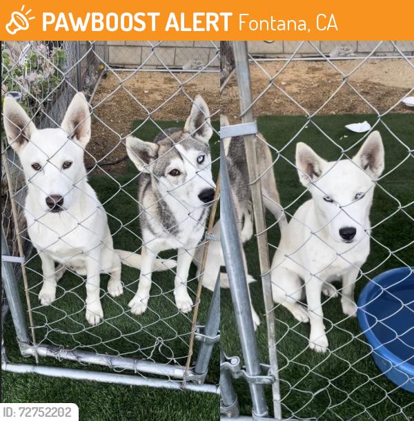 Found/Stray Unknown Dog last seen Arrow/Citrus , Fontana, CA 92335