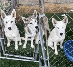 Found/Stray Unknown Dog last seen Arrow/Citrus , Fontana, CA 92335