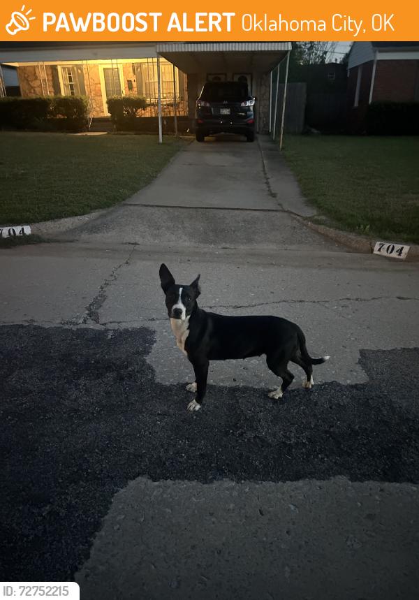 Found/Stray Unknown Dog last seen NW NW 47th Street (between el and Franics), Oklahoma City, OK 73118