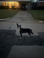 Found/Stray Unknown Dog last seen NW NW 47th Street (between el and Franics), Oklahoma City, OK 73118