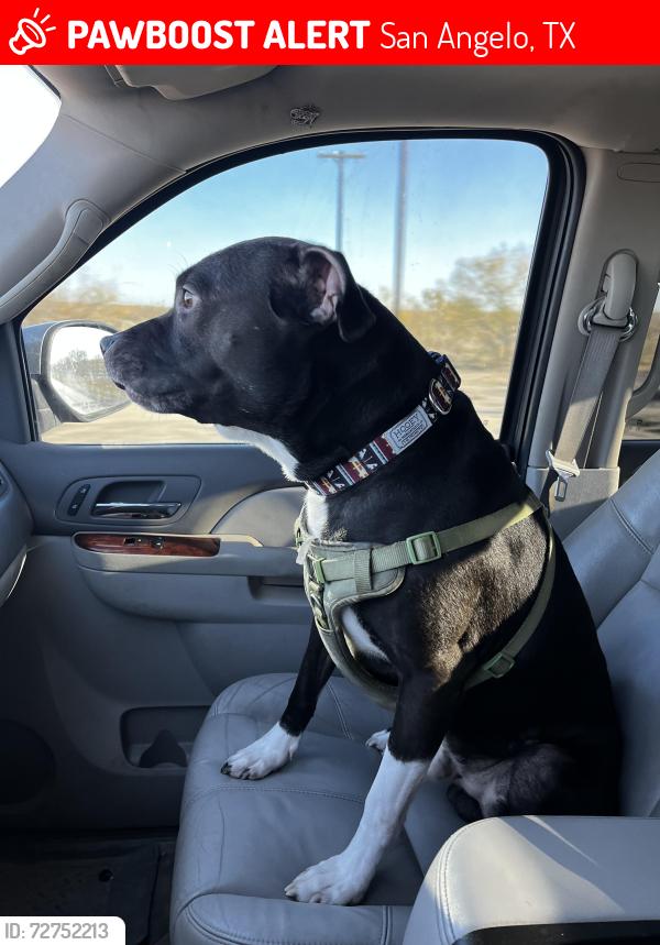 Lost Male Dog last seen Howard and Woodlawn , San Angelo, TX 76901