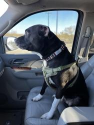 Lost Male Dog last seen Howard and Woodlawn , San Angelo, TX 76901