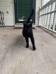 Lost Male Cat last seen Old Madison pike , Madison, AL 35758