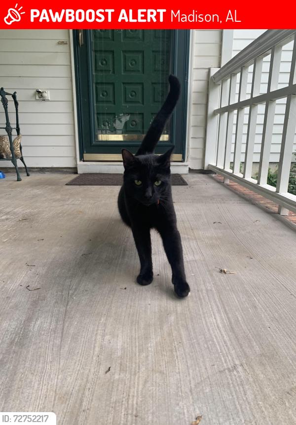 Lost Male Cat last seen Old Madison pike , Madison, AL 35758