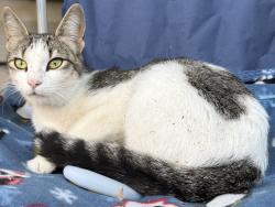 Found/Stray Unknown Cat last seen in the fielded area with sparse trees in the middle of the apmts on westchester circle, Memphis, TN 38134