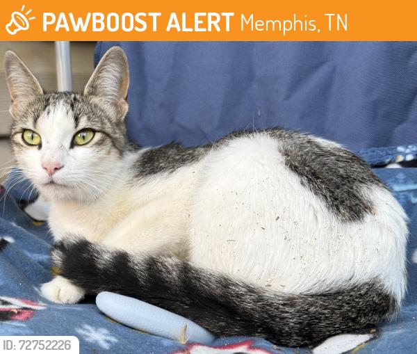Found/Stray Unknown Cat last seen in the fielded area with sparse trees in the middle of the apmts on westchester circle, Memphis, TN 38134