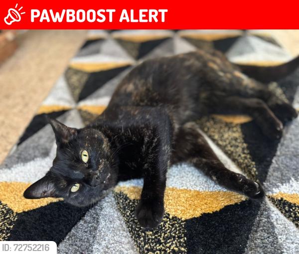 Lost Female Cat last seen Caledon Road, Greater London, England E6