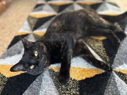 Lost Female Cat last seen Caledon Road , Greater London, England E6