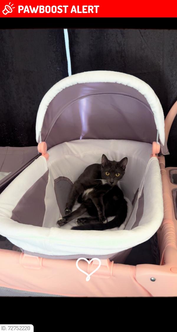 Lost Female Cat last seen Last seen at  near PV drive south , Rancho Palos Verdes, CA 90275