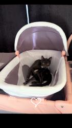 Lost Female Cat last seen Last seen at  near PV drive south , Rancho Palos Verdes, CA 90275