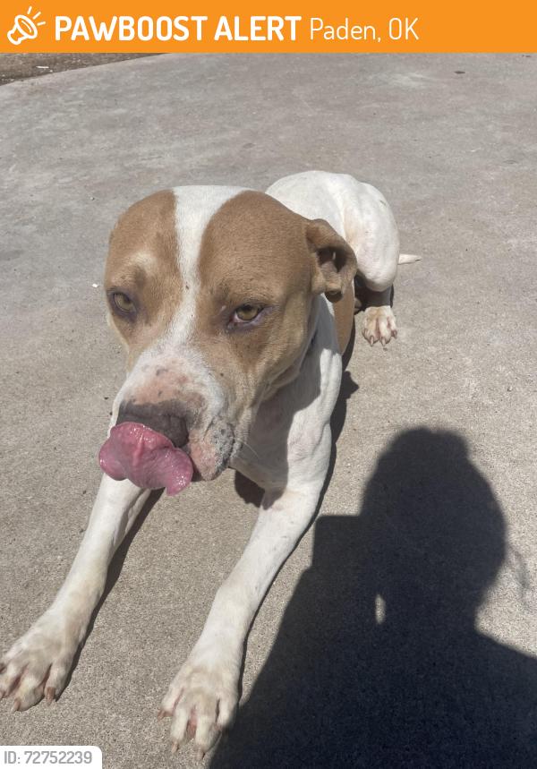 Found/Stray Male Dog last seen Maple and highway 62, Paden, OK 74860