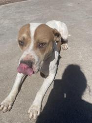 Found/Stray Male Dog last seen Maple and highway 62, Paden, OK 74860