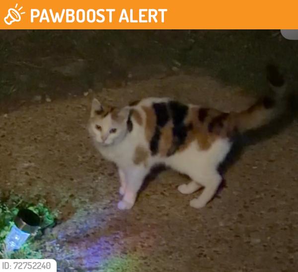 Found/Stray Female Cat last seen Laurel and Hopewell Rd, New Kent County, VA 23124