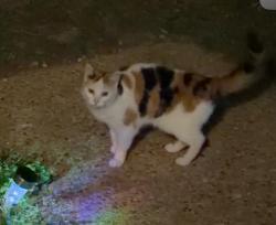 Found/Stray Female Cat last seen Laurel and Hopewell Rd, New Kent County, VA 23124