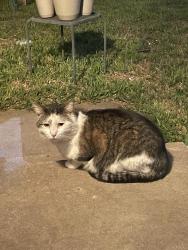 Found/Stray Female Cat last seen Douglas’s and Baehr, Wichita, KS 67212