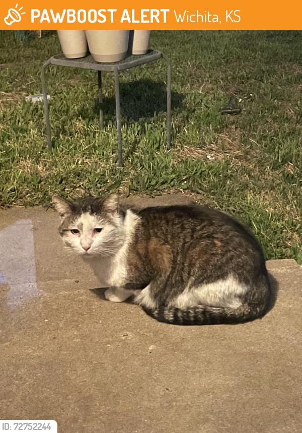 Found/Stray Female Cat last seen Douglas’s and Baehr, Wichita, KS 67212
