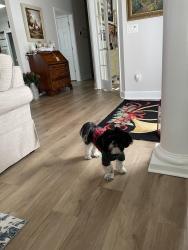 Lost Male Dog last seen Lukken Industrial, Lagrange, Georgia, LaGrange, GA 30240