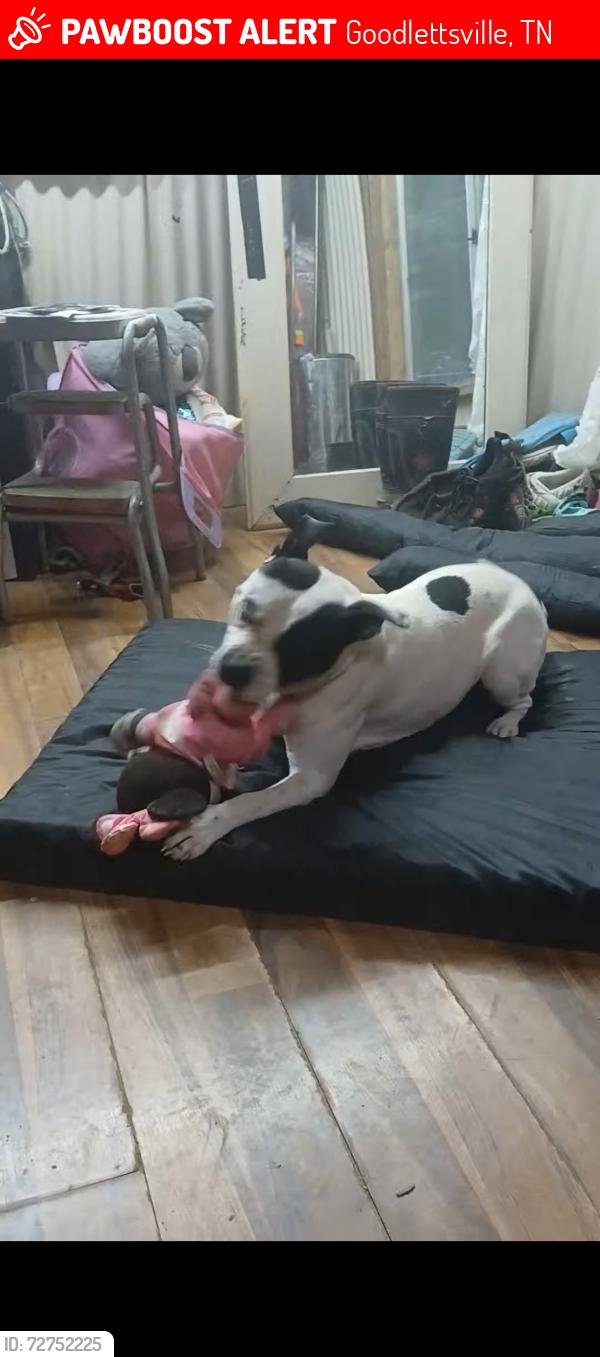Lost Male Dog last seen Dividing Ridge Rd and Greer Rd , Goodlettsville, TN 37072