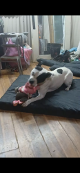 Lost Male Dog last seen Dividing Ridge Rd and Greer Rd , Goodlettsville, TN 37072