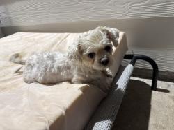 Found/Stray Female Dog last seen SpringSpirit sports and education center, Houston, TX 77080
