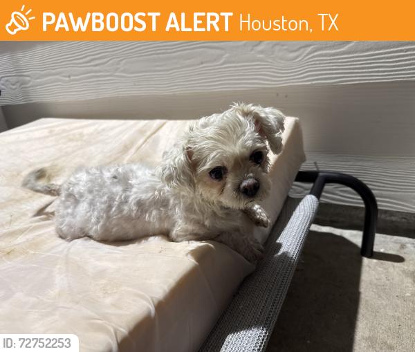 Found/Stray Female Dog last seen SpringSpirit sports and education center, Houston, TX 77080
