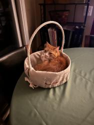 Lost Male Cat last seen Moore Drive, Manassas, VA 20111