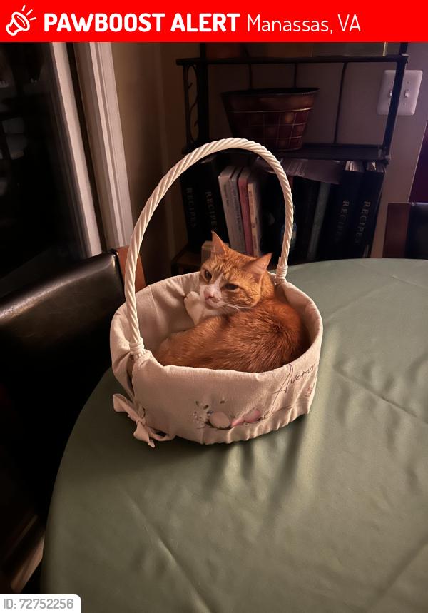 Lost Male Cat last seen Moore Drive, Manassas, VA 20111