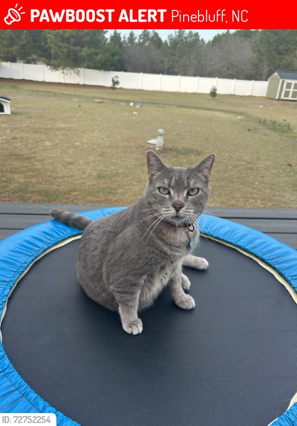 Lost Female Cat last seen Near Tyner Ave, Pinebluff NC , Pinebluff, NC 28373