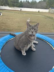 Lost Female Cat last seen Near Tyner Ave, Pinebluff NC , Pinebluff, NC 28373