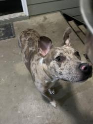 Found/Stray Male Dog last seen Creekside apmts , Newnan, GA 30265