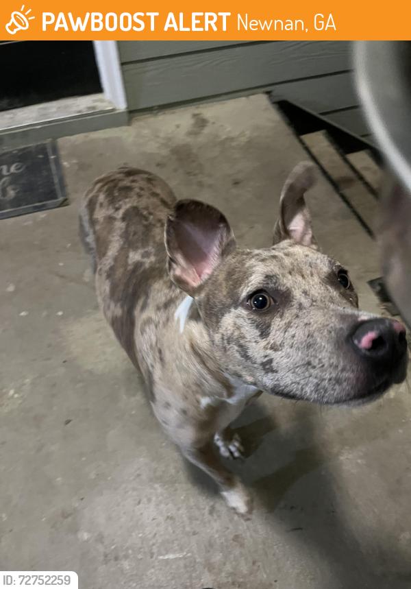 Found/Stray Male Dog last seen Creekside apmts , Newnan, GA 30265
