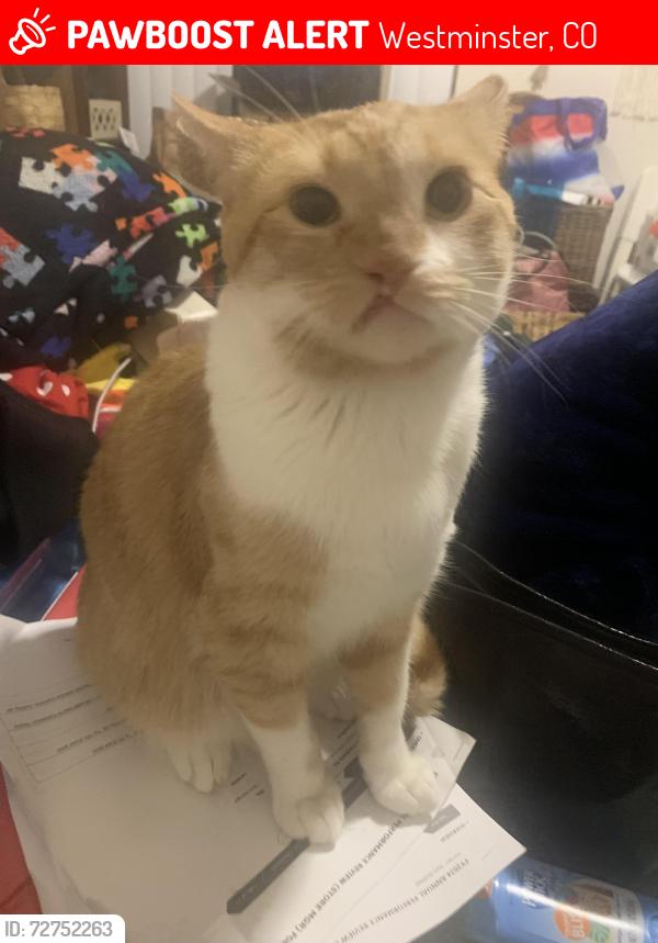 Lost Male Cat last seen Near  st Westminster co 80030, Westminster, CO 80030