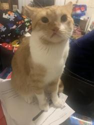Lost Male Cat last seen Near  st Westminster co 80030, Westminster, CO 80030
