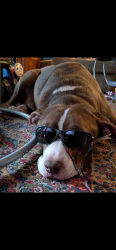 Lost Male Dog last seen atwater and peachland , Port Charlotte, FL 33954