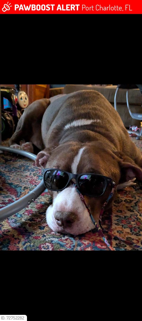 Lost Male Dog last seen atwater and peachland , Port Charlotte, FL 33954