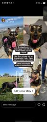 Lost Female Dog last seen Ross Snyder Recreational Park, Los Angeles, CA 90011