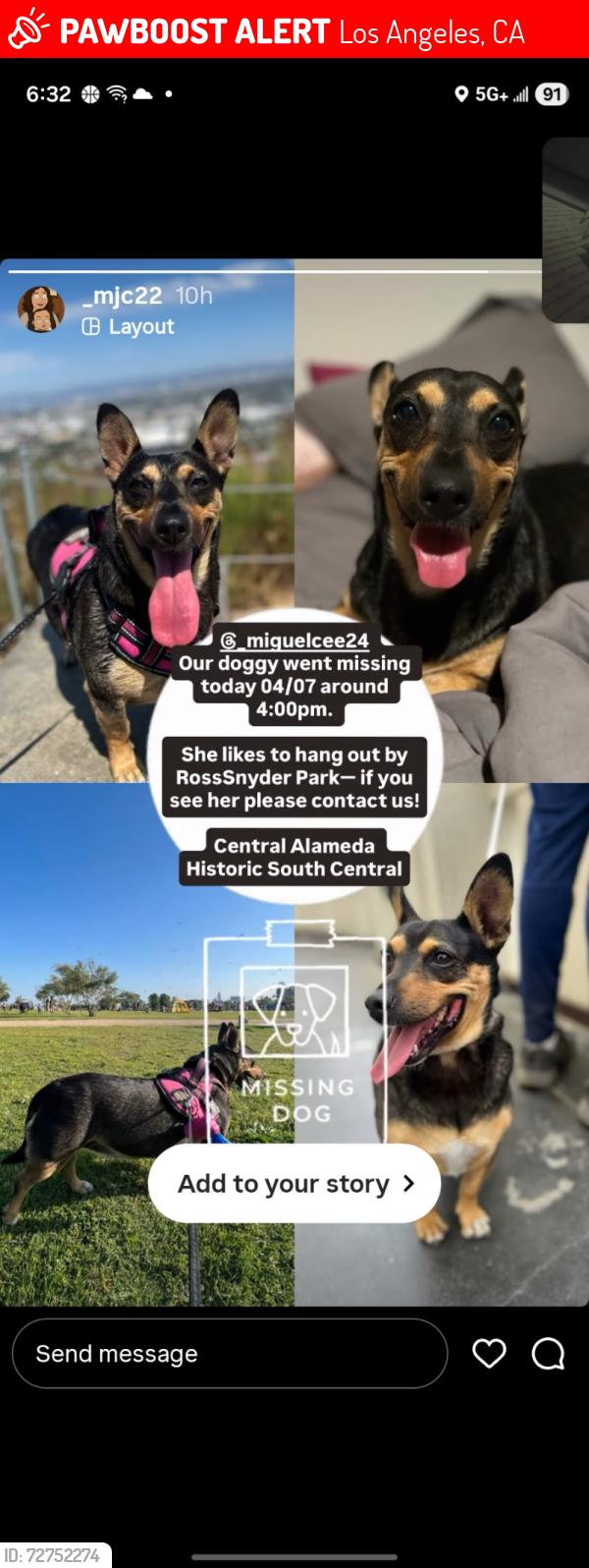 Lost Female Dog last seen Ross Snyder Recreational Park, Los Angeles, CA 90011