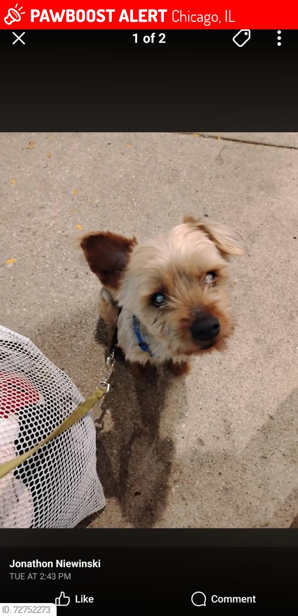 Lost Male Dog last seen Montrose sheridan and broadway, Chicago, IL 60613