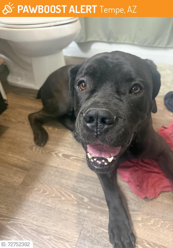 Found/Stray Male Dog last seen Broadway and Roosevelt , Tempe, AZ 85282