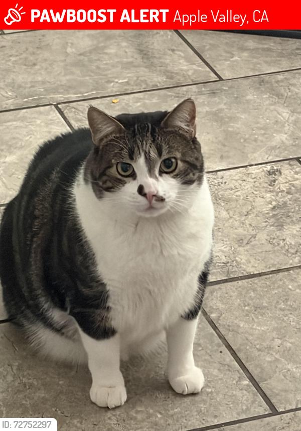 Lost Male Cat last seen Central Rd, Apple Valley, CA 92307