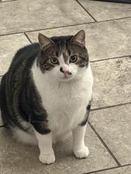 Lost Male Cat last seen Central Rd, Apple Valley, CA 92307