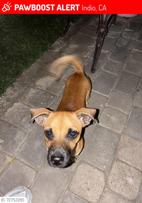 Lost Male Dog last seen Clinton street and miles , Indio, CA 92201