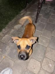Lost Male Dog last seen Clinton street and miles , Indio, CA 92201
