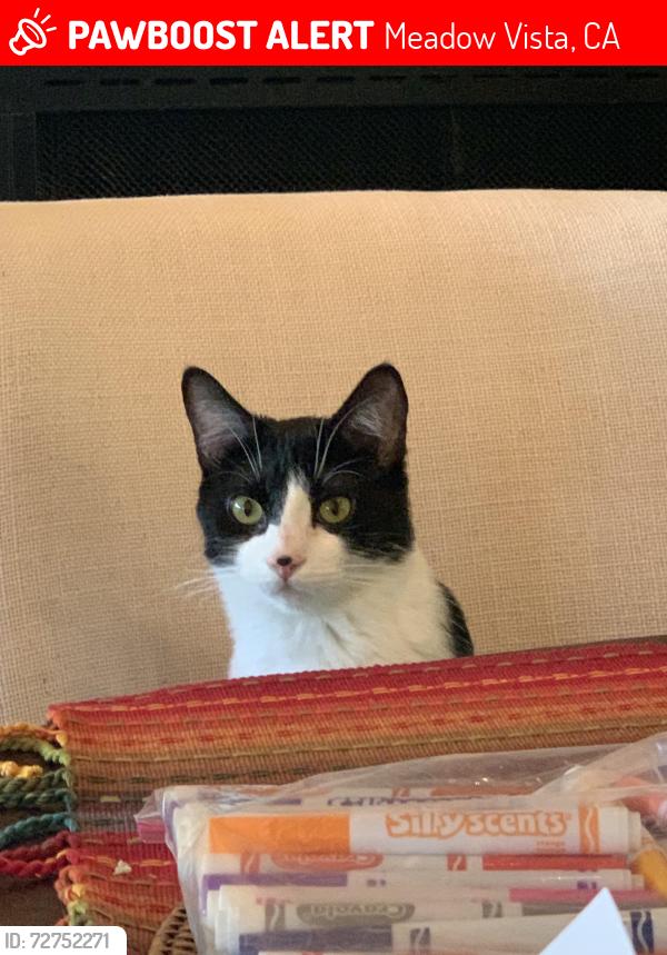Lost Male Cat last seen Combie Road and placer hills road or placer hills road and candle rock , Meadow Vista, CA 95722